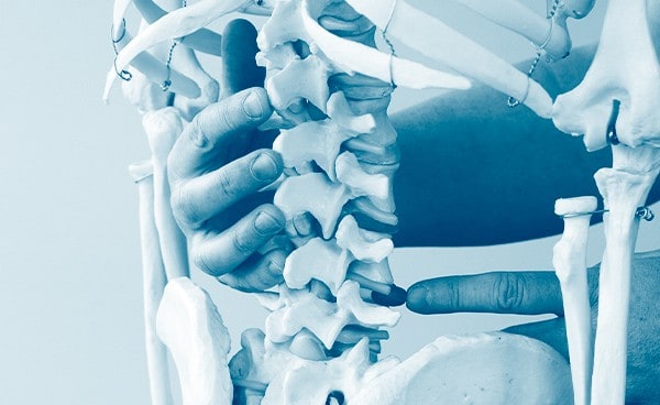 Ortho-Bionomy spine